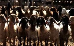 Animal Bazaar in Kashgar