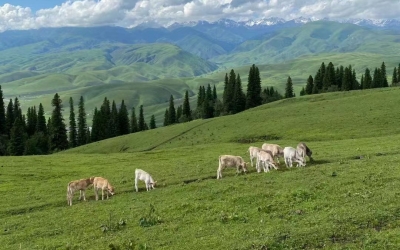 Tianchi, Keketuohai, Kanas and Yili Explore in Xinjiang 12 Days