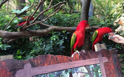 Private Day Tour to Chimelong Safari Park in Guangzhou