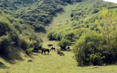 Private Day Tour to Nanshan Pasture(Shuixigou area) from Urumqi