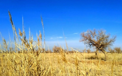 Southern Silk Road: Dunhuang to Ruoqiang, Kuqa, Turpan