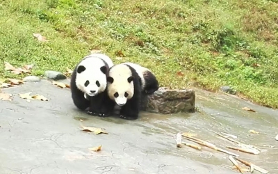 Full-Day Private Tour of Chengdu and Panda Base with Lunch