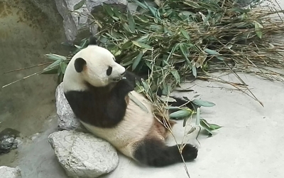 Panda Explore