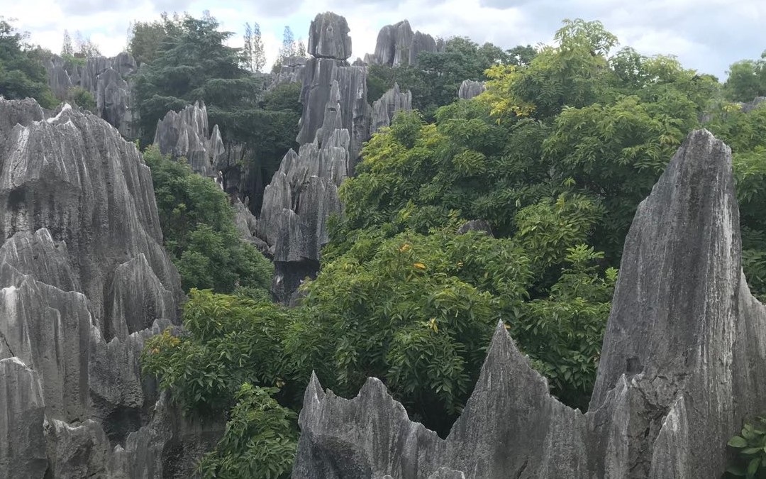 Stone Forest