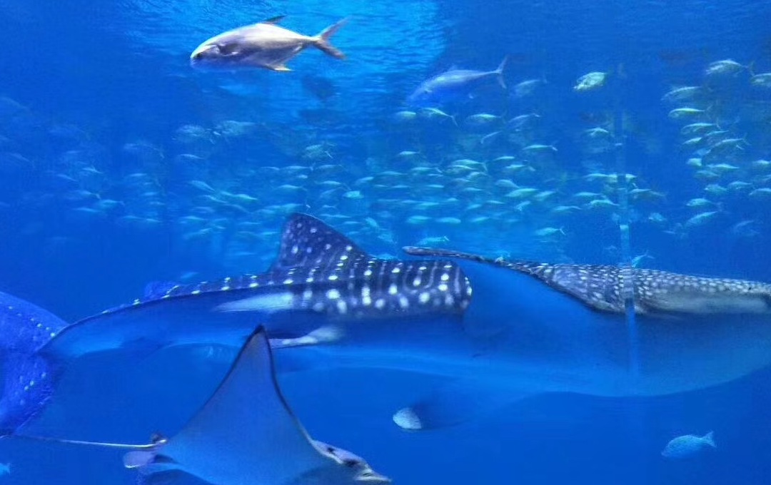 Chimelong Ocean World in Zhuhai-SilkRoadTrips