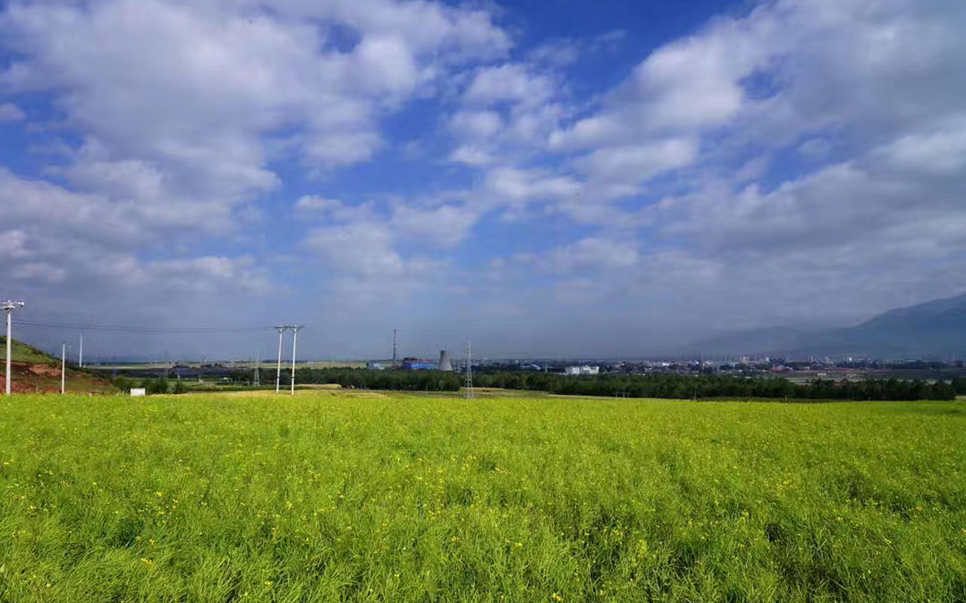 Canola Flowers in Menyuan