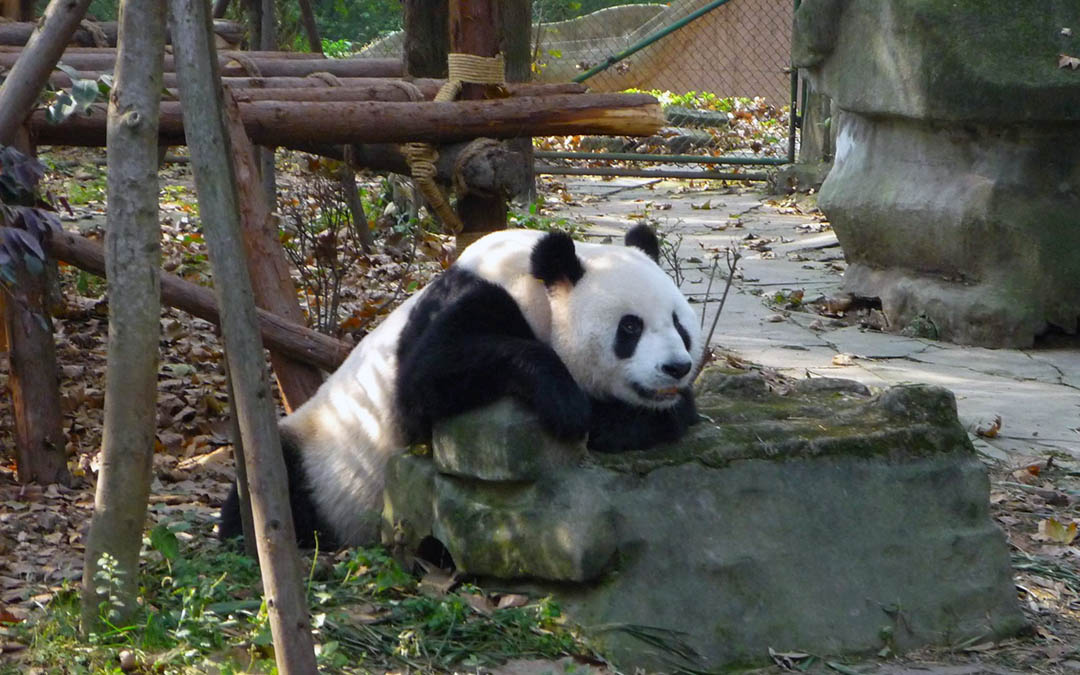 Dujiangyan Panda Base