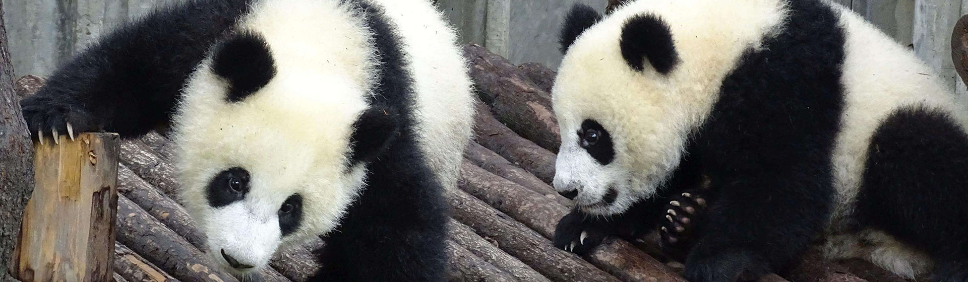 Chengdu